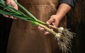 Farmers man hand holding fresh bunch of heads of garlic on a dark background. Healthy organic food, vegetables, agriculture. place Royalty Free Stock Photo