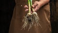 Farmers man hand holding fresh bunch of heads of garlic on a dark background. Healthy organic food, vegetables, agriculture. place Royalty Free Stock Photo