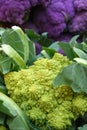 Farmers market: broccolini and purple cauliflower Royalty Free Stock Photo