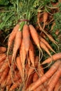 Farmers Market Carrots