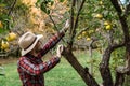 Farmers market, healthy food: farmer man gathers organic homegr Royalty Free Stock Photo