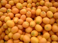 Farmers Market Kumquats Royalty Free Stock Photo