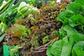 Farmers Market Lettuce