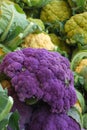 Farmers market: purple and yellow cauliflowers Royalty Free Stock Photo