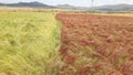 Teff crops planted in rows Royalty Free Stock Photo