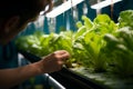 Farmers nurturing plants in a hydroponics garden, exemplifying a health conscious approach