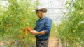 Organic tomatoes in her garden.