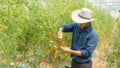 Organic tomatoes in her garden.