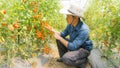 Organic tomatoes in her garden.