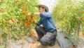 Organic tomatoes in her garden.