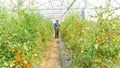 Organic tomatoes in her garden.