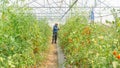 Organic tomatoes in her garden.