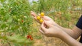 Hand of farmers picking fresh organic tomatoes.