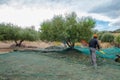 Farmers picking olives in Greece, Crete. Harvesting fresh olives, olive oil production. Picking olives
