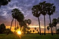 Farmers are picking up palm in fields. Landscape of Sugar palm trees and Rice field with sunset Royalty Free Stock Photo