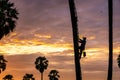 Farmers are picking up palm in fields. Landscape of Sugar palm trees and Rice field with sunset Royalty Free Stock Photo