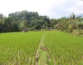 Farmers plant rice in rice fields