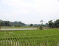 Farmers plant rice in rice fields