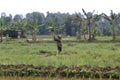 Farmers plant rice in rice fields