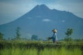 Farmers plant seeds young rice with mountain background