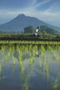 Farmers plant young rice with mountain background