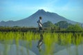 Farmers plant young rice in the morning