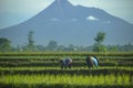 Farmers plant young rice with mountain background