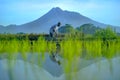 Farmers plant young rice with mountain background