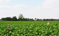 Farmers planted tobacco