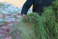 Farmers are planting Pangola grass to feed their animals Royalty Free Stock Photo