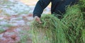 Farmers are planting Pangola grass to feed their animals Royalty Free Stock Photo