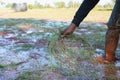 Farmers are planting Pangola grass to feed their animals Royalty Free Stock Photo