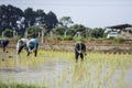 Farmers are planting rice