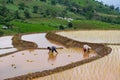 Farmers are planting rice in the farm ,working in mountains