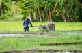 Farmers are planting rice in the farm