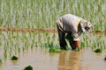 Farmers are planting rice in the farm.