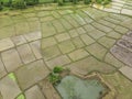 Farmers are planting rice field, top view, aerial photo Royalty Free Stock Photo
