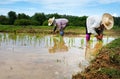 Farmers are planting rice in a flooded field.