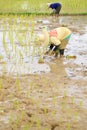 Farmers planting rice Royalty Free Stock Photo
