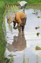 Farmers planting rice Royalty Free Stock Photo