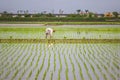 Farmer planting rice in paddy fields in Yilan County, Taiwan