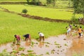 Farmers planting rice saplings near Bhor, Pune
