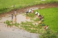 Farmers planting rice saplings in Varandha ghat Pune