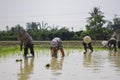 Farmers are planting rice seedlings Royalty Free Stock Photo