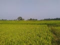 Rice Paddy Farm in Rangamati My Village