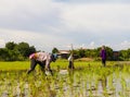 Farmers planting rice