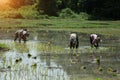 Farmers are planting rice to repay debts from bank loans