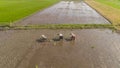 Farmers are planting rice