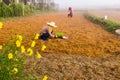 Farmers planting vegetable on their farm