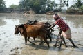 Farmers plowing agricultural field in traditional way where a plow is attached to bulls in Gosaba, India